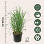 Voir la diapositive 2 : PLANT IN A BOX Calamagrostide - Set de 2 - Calamagrostis 'Karl Foerster' - H40-60cm - ⌀23cm