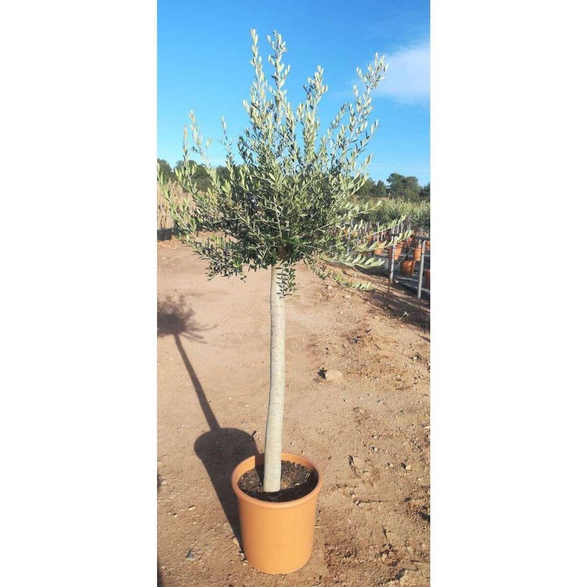 Olivier (Olea europaea) - Pot de 24L - HT/120/140cm