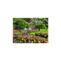 Voir la diapositive 2 : RAVENSBURGER Ravensburger - Jigsaw puzzle Keukenhof Gardens, 1000 pcs. 12000851 4