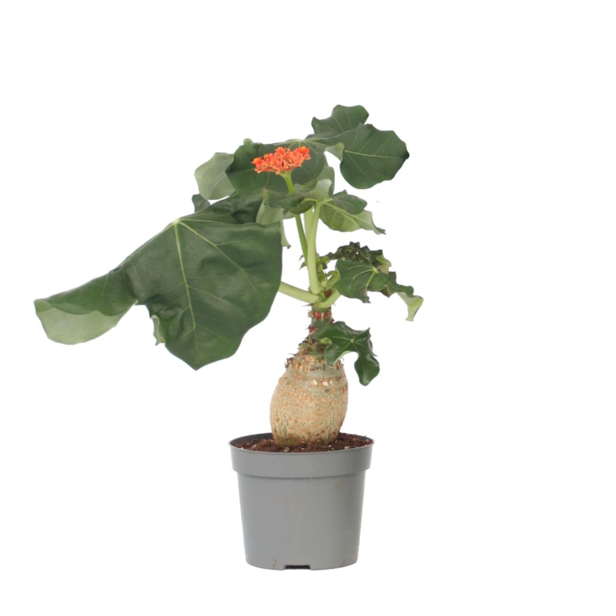 PLANT IN A BOX Podagre - Jatropha podagrica - Hauteur 25-45cm - ⌀13cm