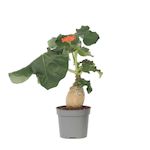 PLANT IN A BOX Podagre - Jatropha podagrica - Hauteur 25-45cm - ⌀13cm