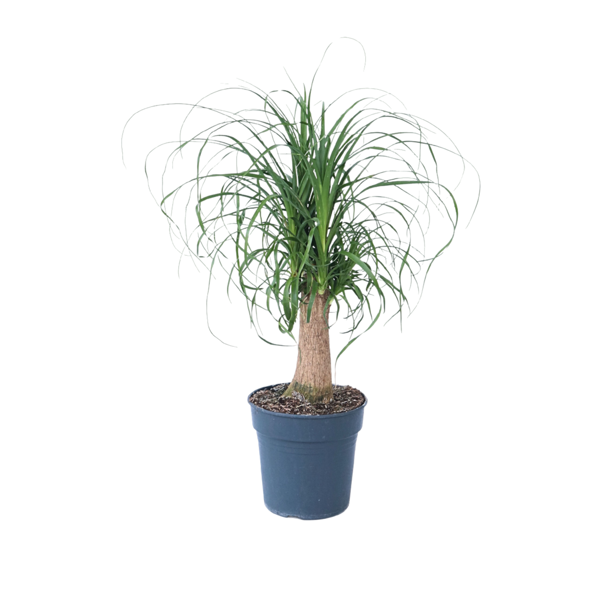 PLANT IN A BOX Pied d'éléphant - Beaucarnea 'recurvata' - Hauteur 60-70cm - ⌀21cm