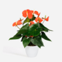 Voir la diapositive 6 : PLANT IN A BOX Langue de feu - Anthurium 'Madural Orange' - Hauteur 55-70cm - ø17cm