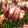 Voir la diapositive 5 : PLANT IN A BOX Tulipe - Set de 21 - Tulipa 'Estella Rijnveld' - Bulbes à fleurs - Rouge