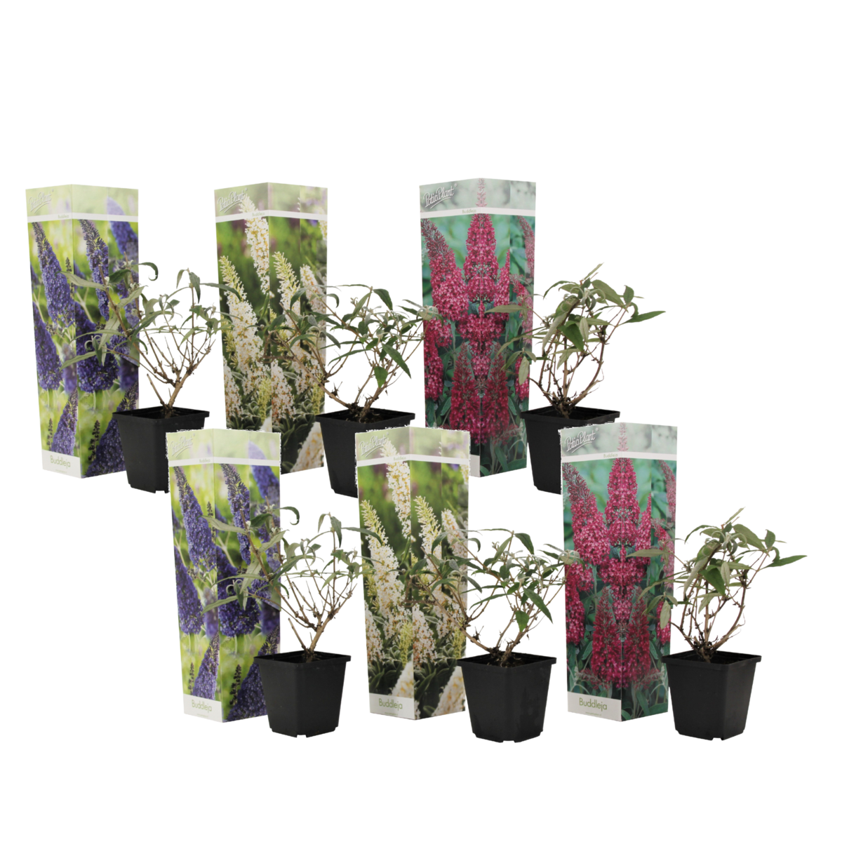 PLANT IN A BOX Arbre à papillons - Set de 6 - Buddleja davidii - Hauteur 25-40cm - ⌀9cm