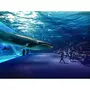 Smartbox À la découverte des secrets de l'océan : 1 entrée adulte coupe-file à l'aquarium Nausicaá en basse saison - Coffret Cadeau Sport & Aventure
