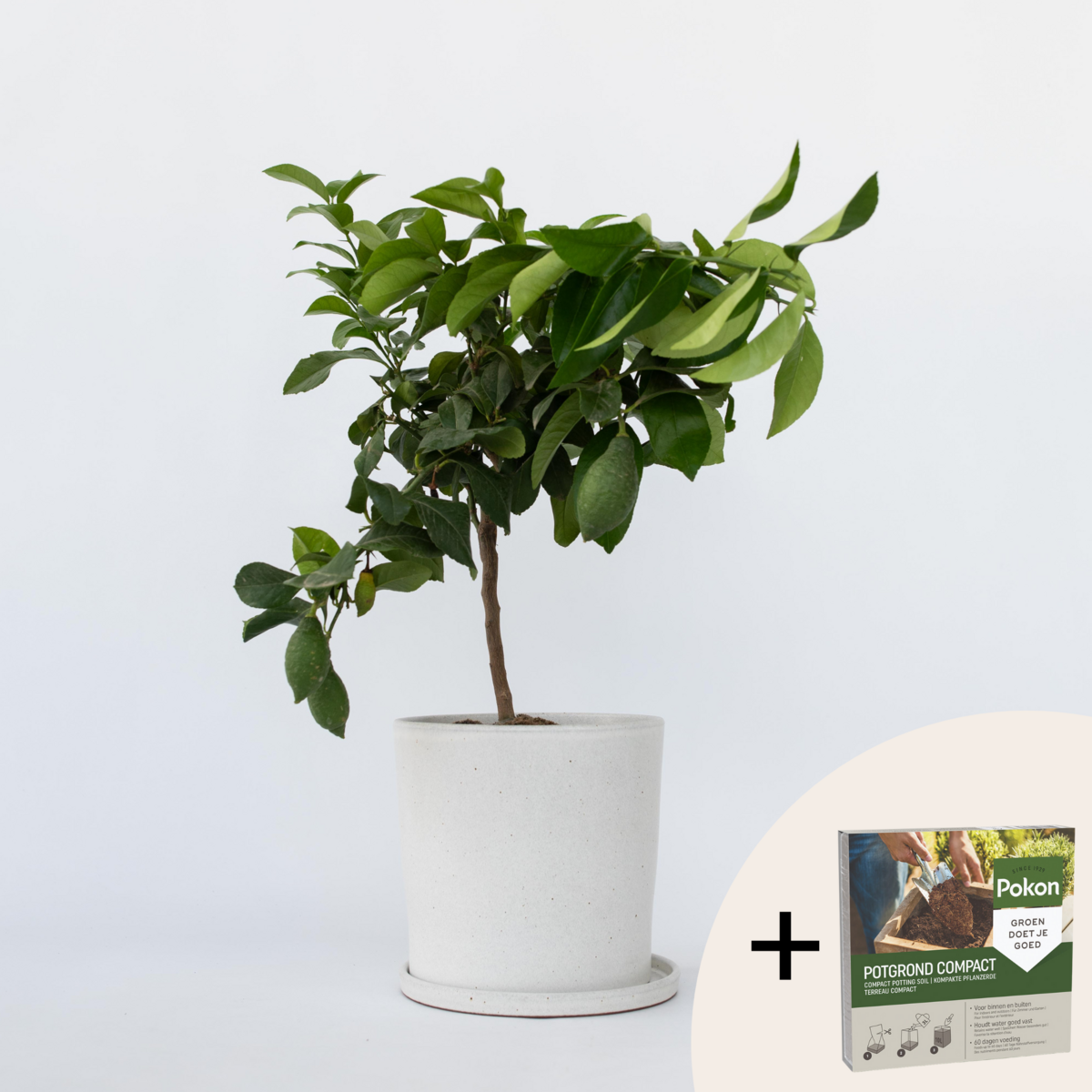PLANT IN A BOX Citronnier - Citrus limon - Hauteur 60-70cm - ⌀19cm