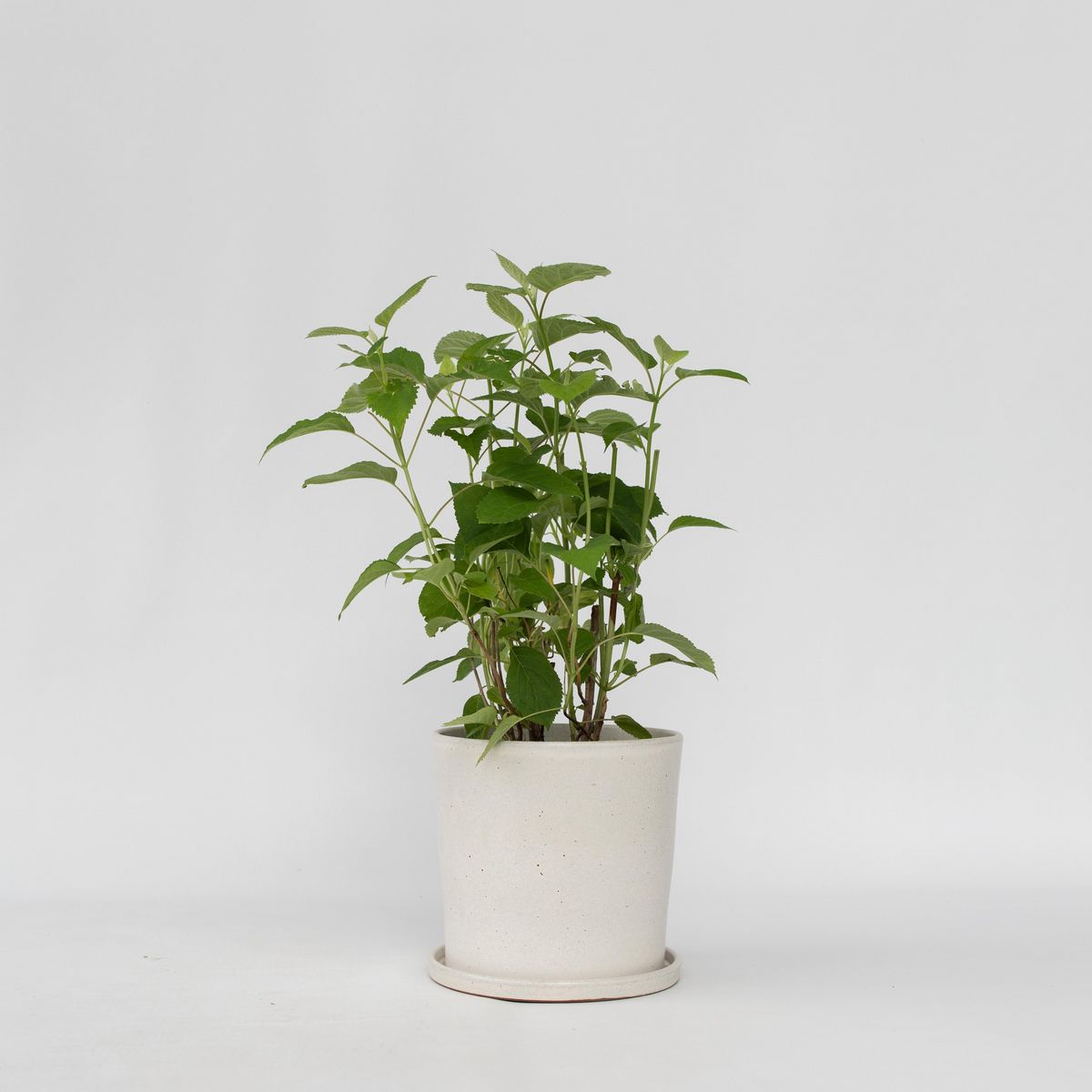 PLANT IN A BOX Hortensia - Hydrangea 'Strong Annabelle' - Hauteur 30-40cm - ⌀19cm