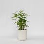 Voir la diapositive 6 : PLANT IN A BOX Hortensia - Hydrangea 'Strong Annabelle' - Hauteur 30-40cm - ⌀19cm