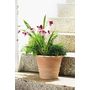 Voir la diapositive 2 : Pot en terre cuite - Siena Toscana - 23cm