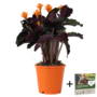 Voir la diapositive 1 : PLANT IN A BOX Calathée - Calathea crocata 'Tassmania' - Hauteur 40-50cm - ⌀14cm