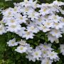 Voir la diapositive 3 : PLANT IN A BOX Clématite - Set de 3 - Clematis hybrid - Hauteur 25-40cm - ⌀9cm