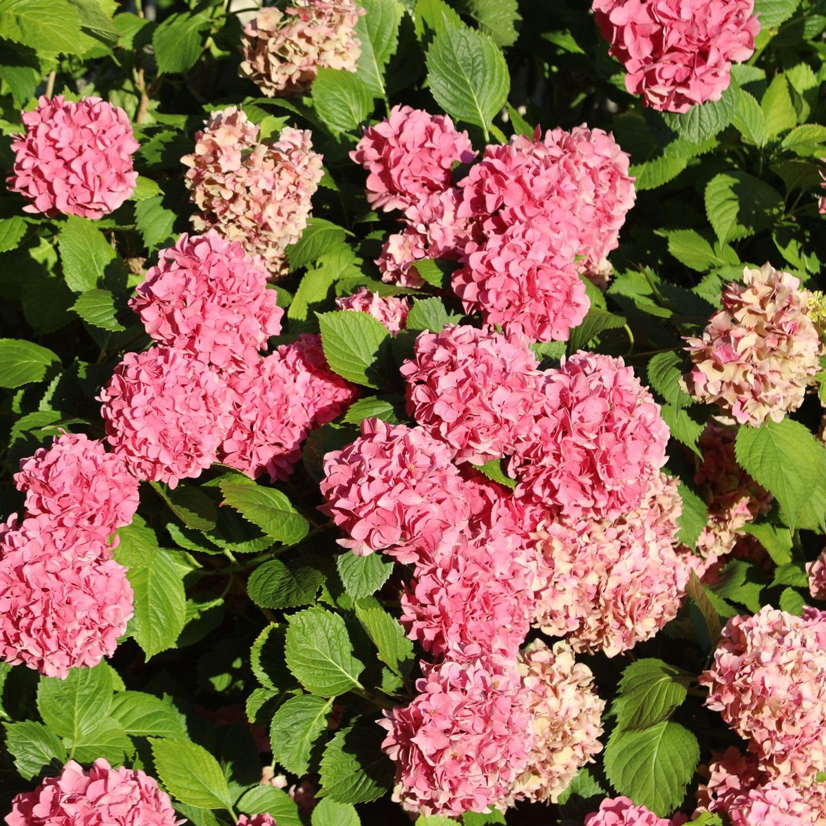 PLANT IN A BOX Hortensia - Set de 6 - Hydrangea macrophylla - Hauteur 25-40cm - ⌀10,5cm