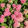 Voir la diapositive 3 : PLANT IN A BOX Hortensia - Set de 6 - Hydrangea macrophylla - Hauteur 25-40cm - ⌀10,5cm