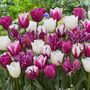 Voir la diapositive 5 : PLANT IN A BOX Tulipe - Set de 35 - Tulipa 'Pastel' - Bulbes à fleurs