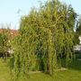 Voir la diapositive 2 : Saule tortueux à bois jaune