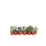 PLANT IN A BOX Mélange de petites succulentes - Set de 12 - Succulent Mix - H5-10cm - ⌀5,5cm
