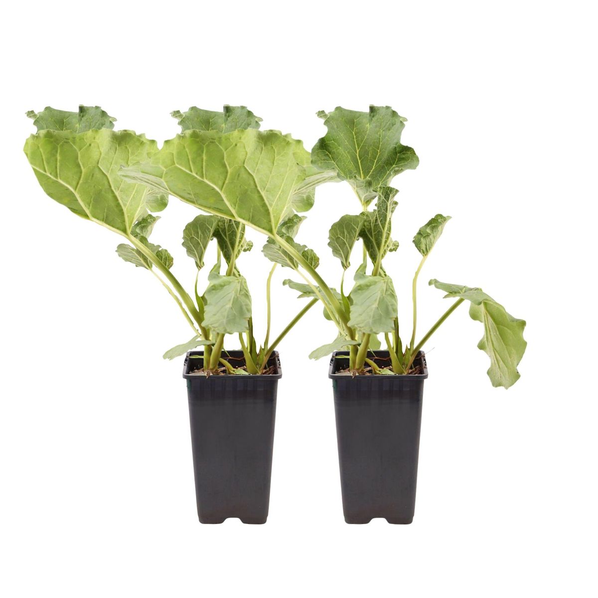 PLANT IN A BOX Rhubarbe - Lot 2 - Rheum rhabarbarum - Hauteur 50-60cm - ø15cm