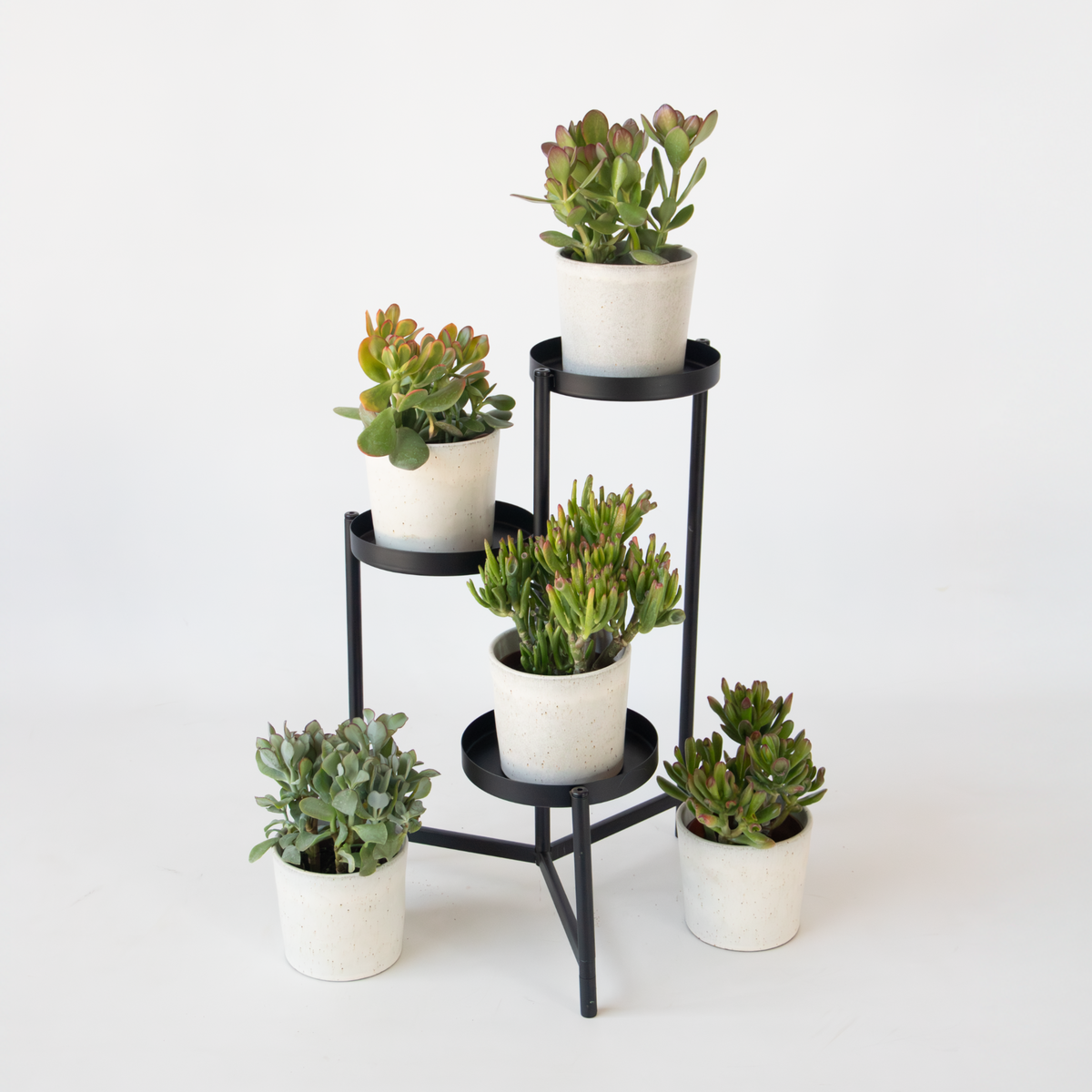 PLANT IN A BOX Arbre à argent - Mix 5 Crassula ovata - H. 10-25 cm - Pot 12 cm