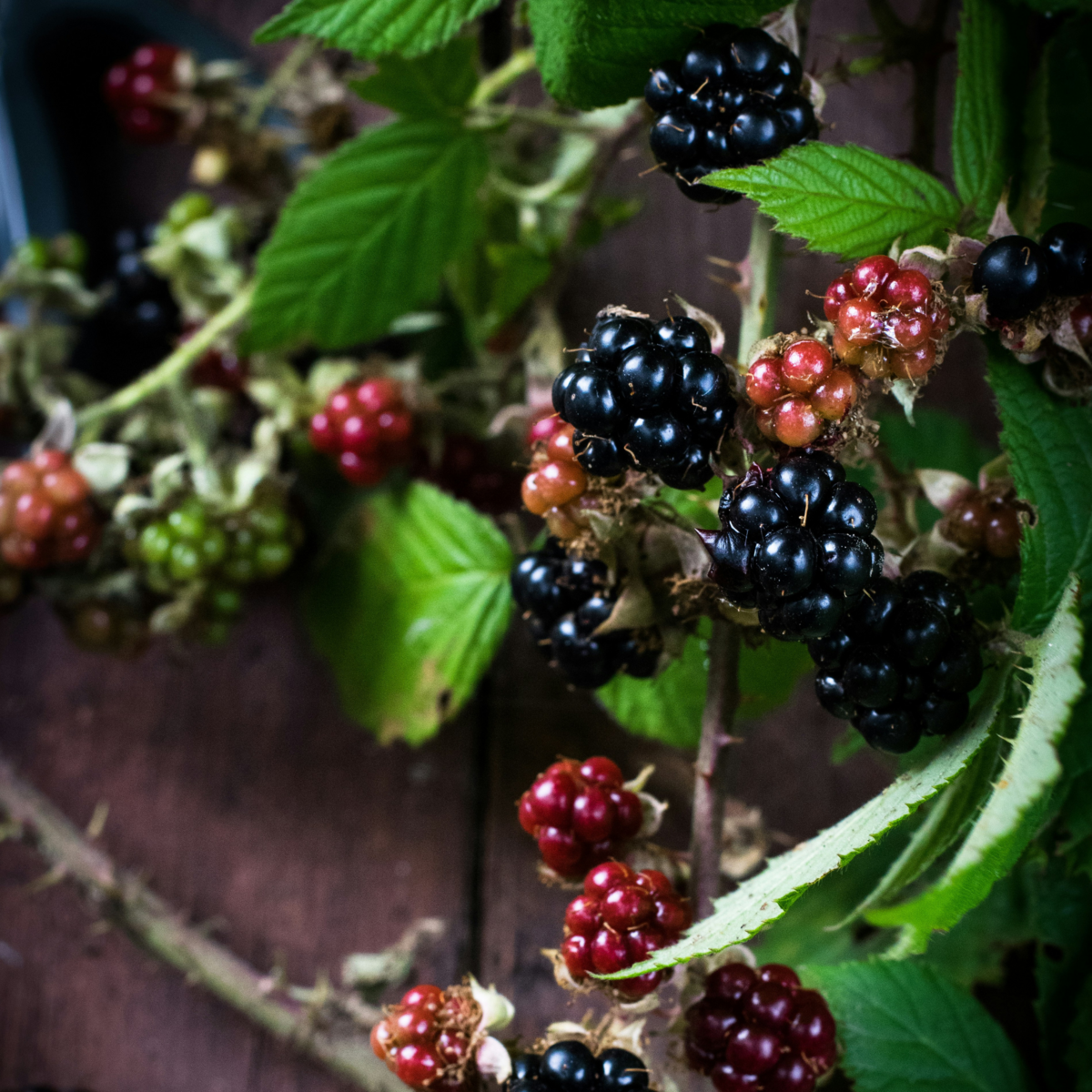 PLANT IN A BOX Plante de mûre - Lot de 3 - Rubus Thornless - Hauteur 25-40cm - ⌀9cm