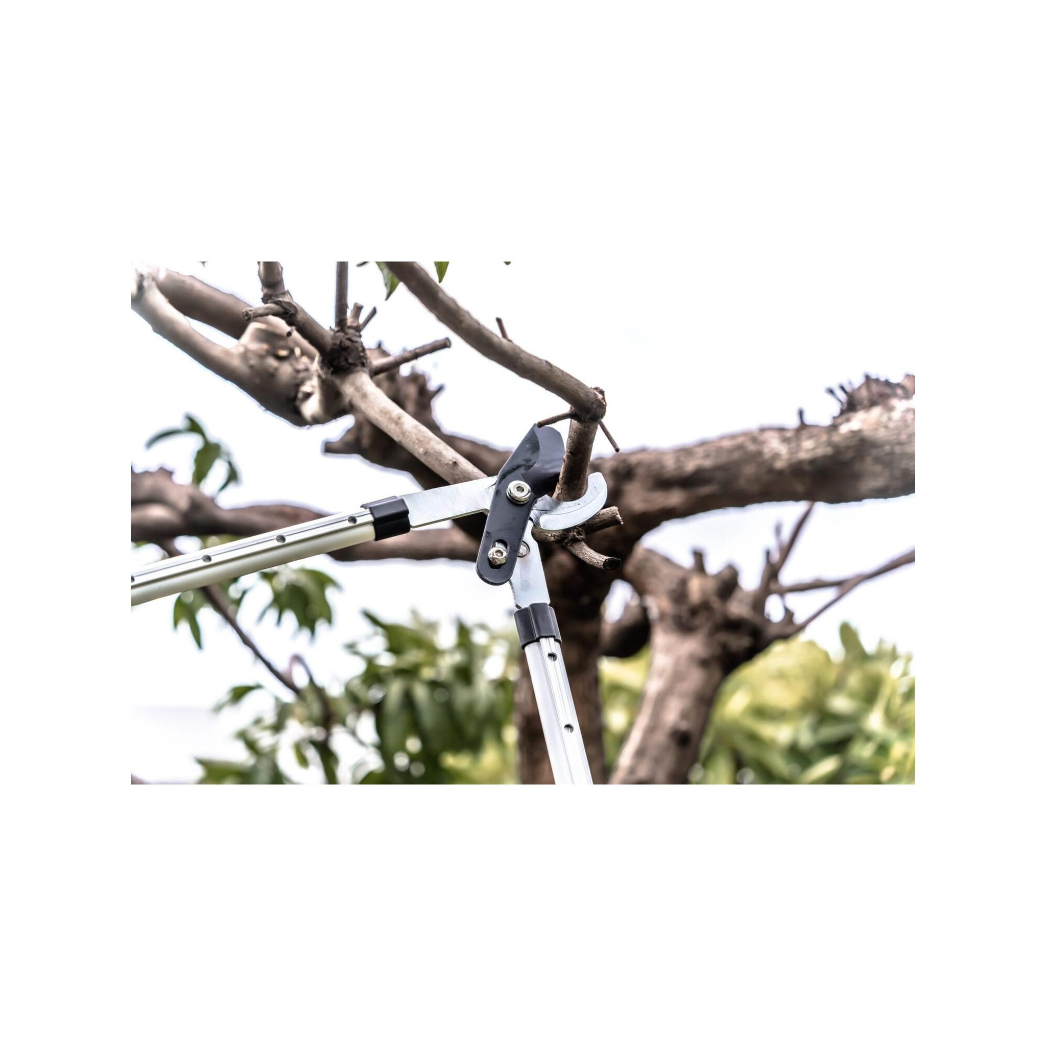 Voir la diapositive 2 : SUAN Coupe branche lame franche - Suan - Manche télescopique - Dimensions : 88,5 x 29,5 x 3 cm