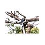 Voir la diapositive 2 : SUAN Coupe branche lame franche - Suan - Manche télescopique - Dimensions : 88,5 x 29,5 x 3 cm
