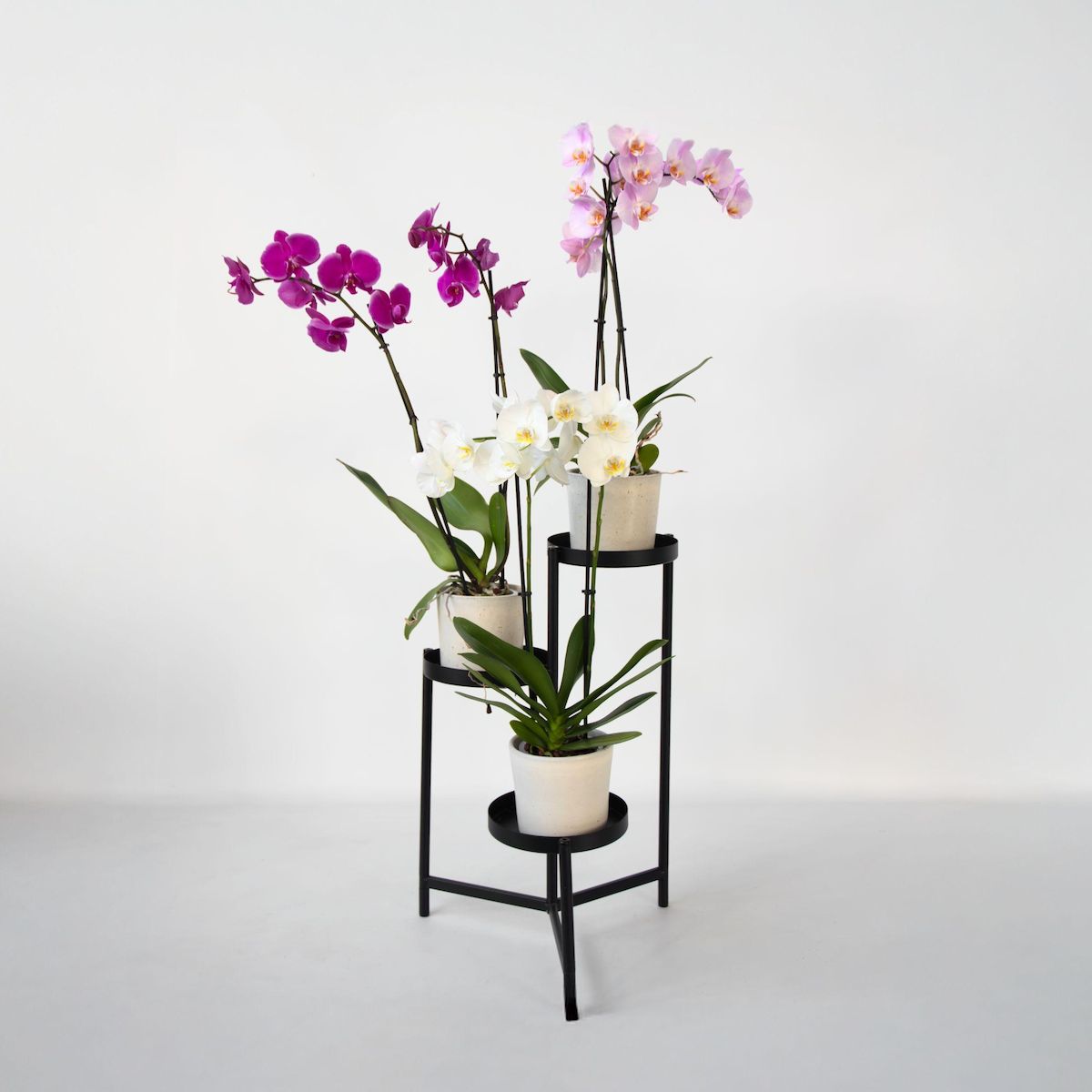 PLANT IN A BOX Orchidée papillon - Lot de 3 - Phalaenopsis - Hauteur 50-60cm - ⌀12cm