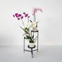 Voir la diapositive 4 : PLANT IN A BOX Orchidée papillon - Lot de 3 - Phalaenopsis - Hauteur 50-60cm - ⌀12cm