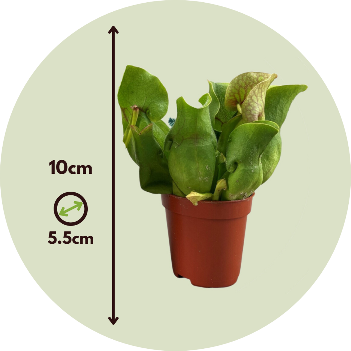 PLANT IN A BOX Sarracénie pourpre - Set de 3 - Sarracenia purpurea - Hauteur 10cm - ⌀5,5cm