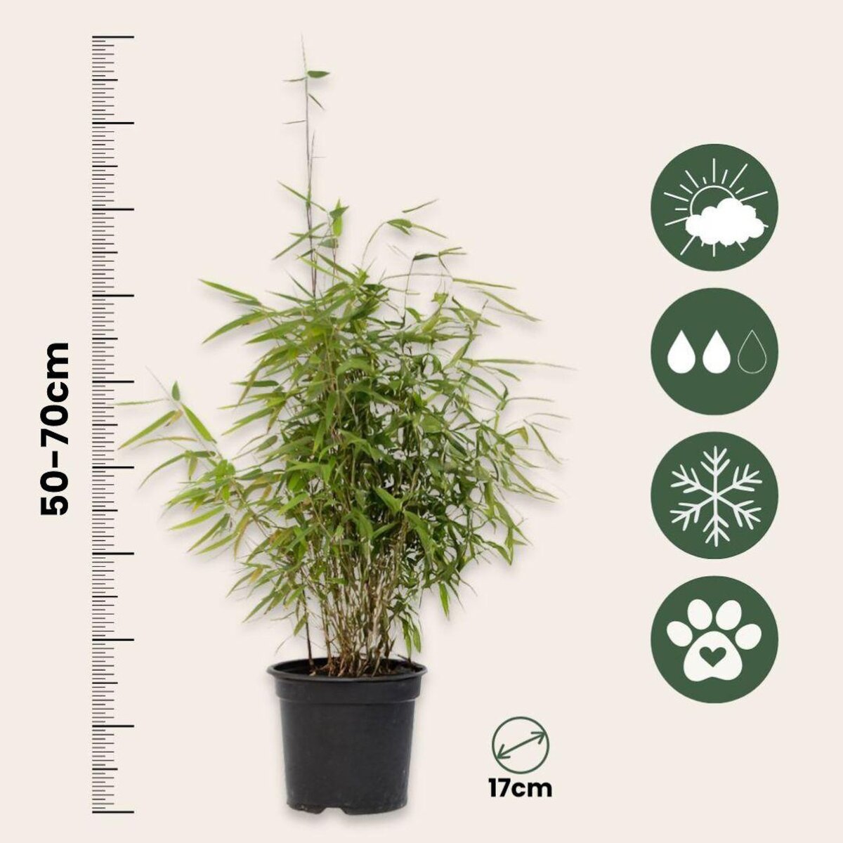 PLANT IN A BOX Bambou non-traçant - Set de 2 - Fargesia nitida 'Red Dragon' - H50-70cm - ⌀17cm