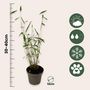 Voir la diapositive 2 : PLANT IN A BOX Bambou non-traçant - Set de 18 - Fargesia 'Blue Dragon - Hauteur 30-40cm - ⌀13cm