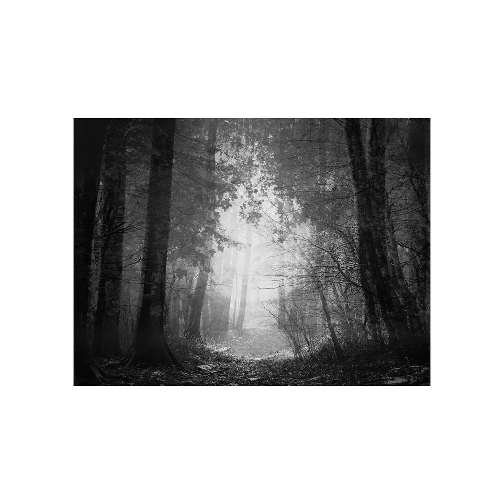 Voir la diapositive 2 : Paris Prix Papier Peint  Forest of Shadows
