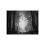 Voir la diapositive 2 : Paris Prix Papier Peint  Forest of Shadows