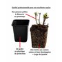  Fuchsias rustiques en mélange - Les 6 pots / Ø 9cm - Willemse