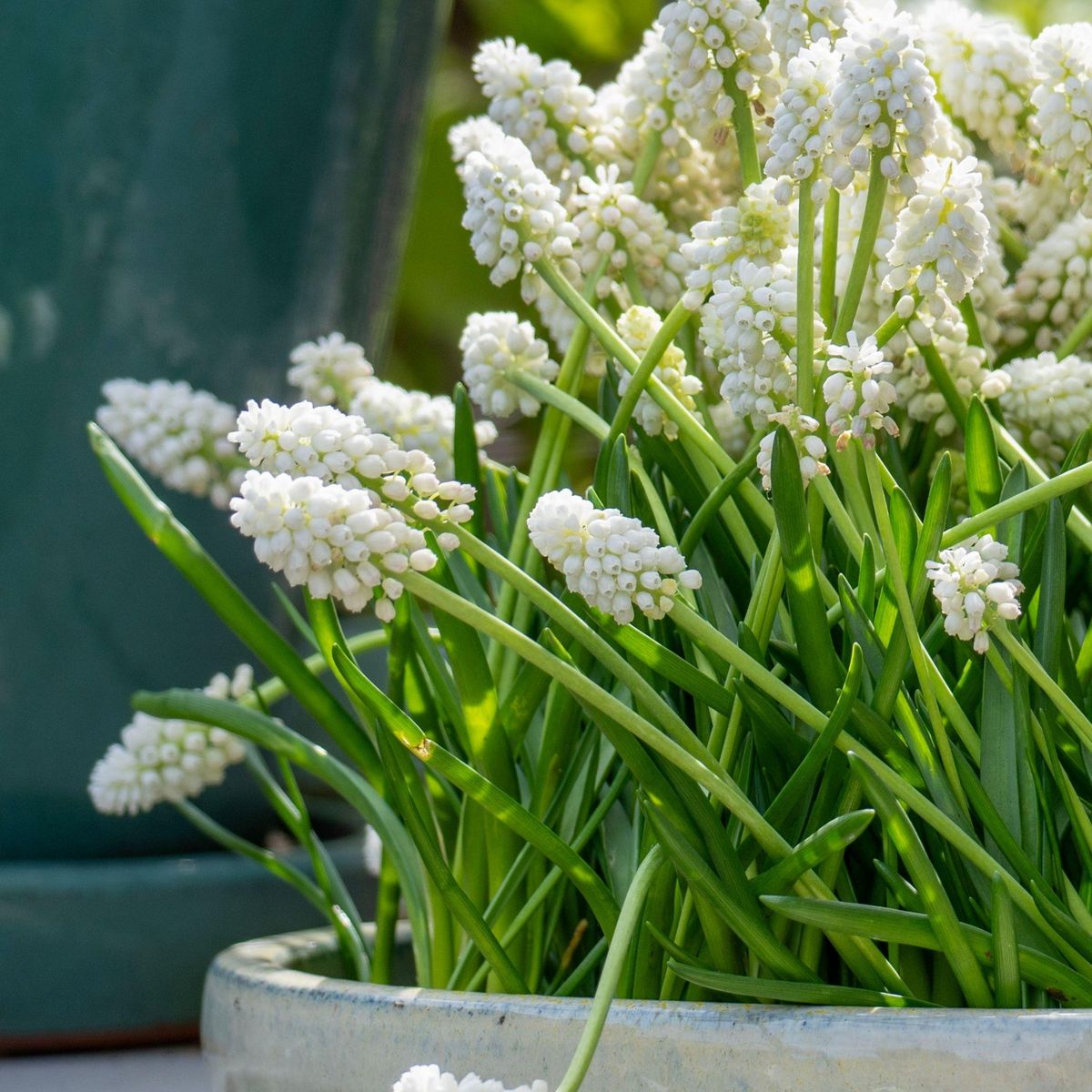 PLANT IN A BOX Perce-neige - Set de 50 - Muscari 'White Magic' - Bulbes à fleurs - Blanc