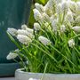 Voir la diapositive 4 : PLANT IN A BOX Perce-neige - Set de 50 - Muscari 'White Magic' - Bulbes à fleurs - Blanc