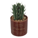 ATMOSPHERA Plante Artificielle en Pot Déco  Bota  14cm Marron