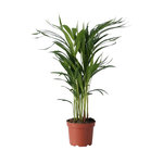 PLANT IN A BOX Palmier areca - Dypsis lutescens - Hauteur 60-70cm - ⌀17cm