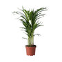 Voir la diapositive 1 : PLANT IN A BOX Palmier areca - Dypsis lutescens - Hauteur 60-70cm - ⌀17cm