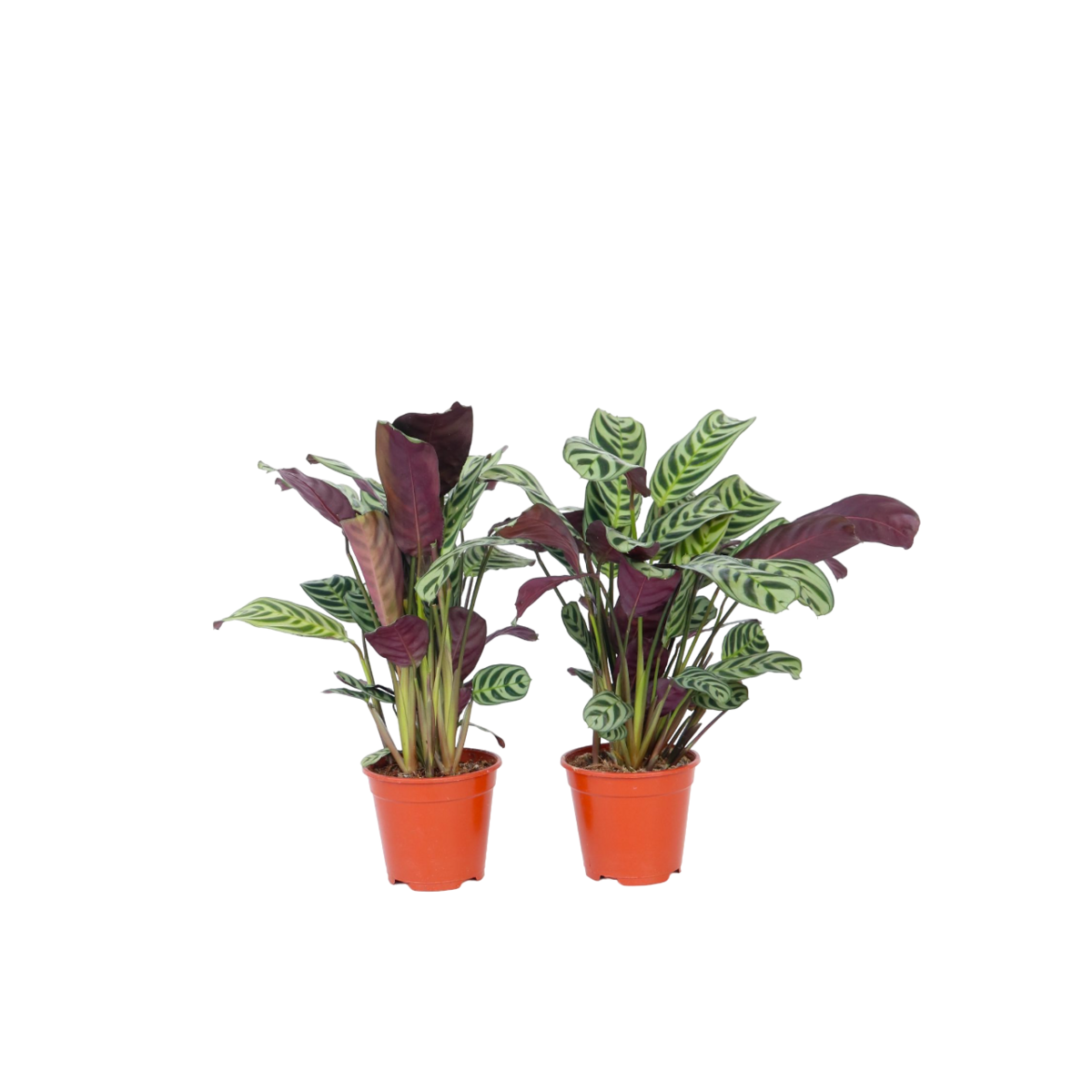 PLANT IN A BOX Plante Dormeuse - Set de 2 - Ctenanthe 'burle-marxii' - Hauteur 25-40cm - ⌀12cm