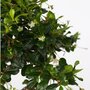 Voir la diapositive 3 : PLANT IN A BOX Bonsaï - Carmona microphylla - Hauteur 25-30cm - ⌀20cm
