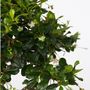 Voir la diapositive 3 : PLANT IN A BOX Bonsaï - Carmona microphylla - Hauteur 25-30cm - ⌀20cm