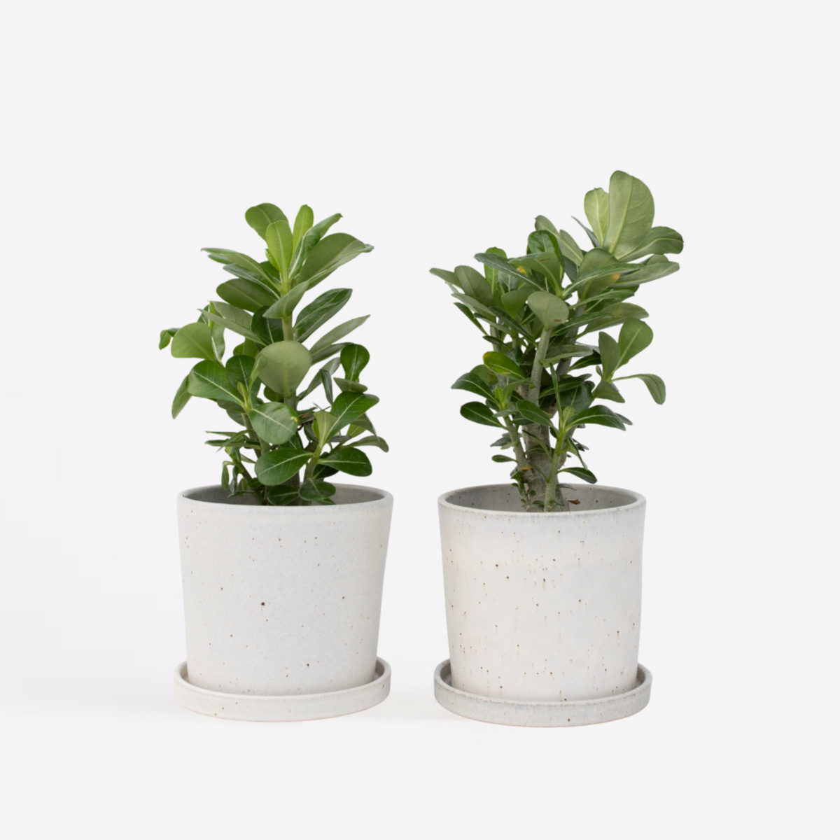 PLANT IN A BOX Rose du désert - Set de 2 - Adenium obesum - Hauteur 25-40cm - ⌀10,5cm