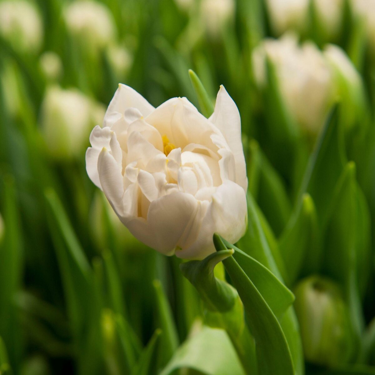 PLANT IN A BOX Tulipe - Set de 14 - Tulipa 'Northcap' - Bulbes à fleurs - Jaune