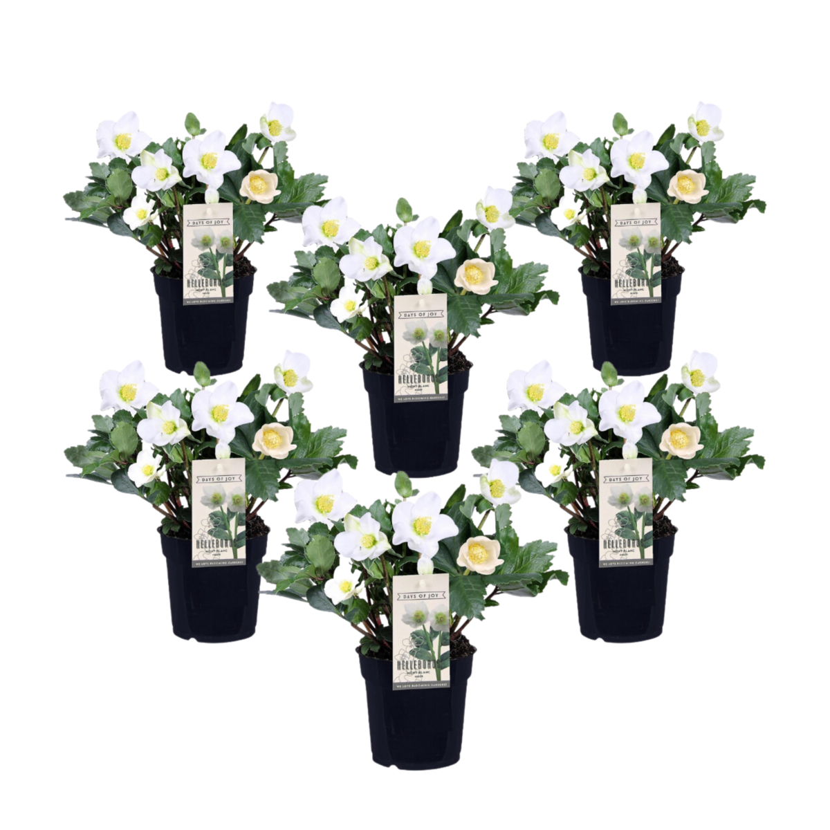 PLANT IN A BOX Rose de Noël - Set de 6 - Helleborus niger 'Mont Blanc' - H20-30cm - ⌀12cm