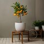 Voir la diapositive 4 : PLANT IN A BOX Citronnier - Citrus mitis 'Calamondin' - Hauteur 55-65cm - ⌀19cm