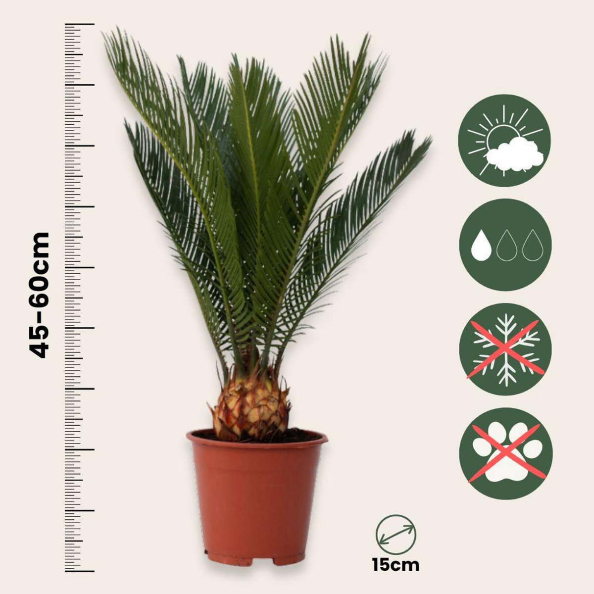 PLANT IN A BOX Sagou du Japon - Set de 2 - Cycas revoluta - Hauteur 45-60cm - ⌀15cm