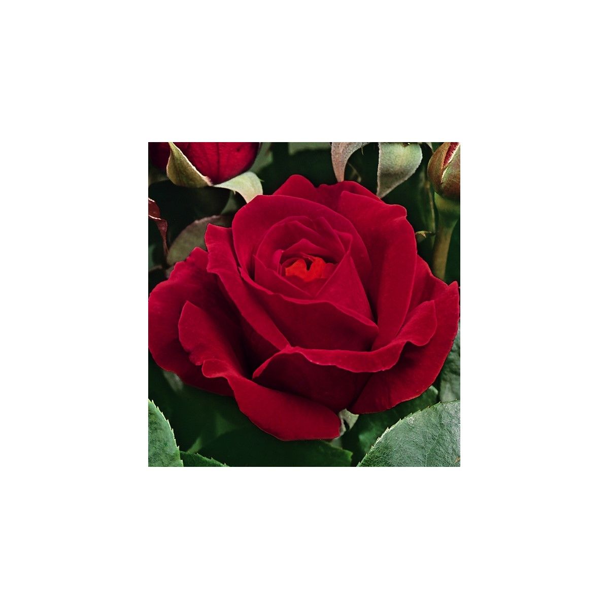 Rosier tige rouge Dame de c&oelig;ur