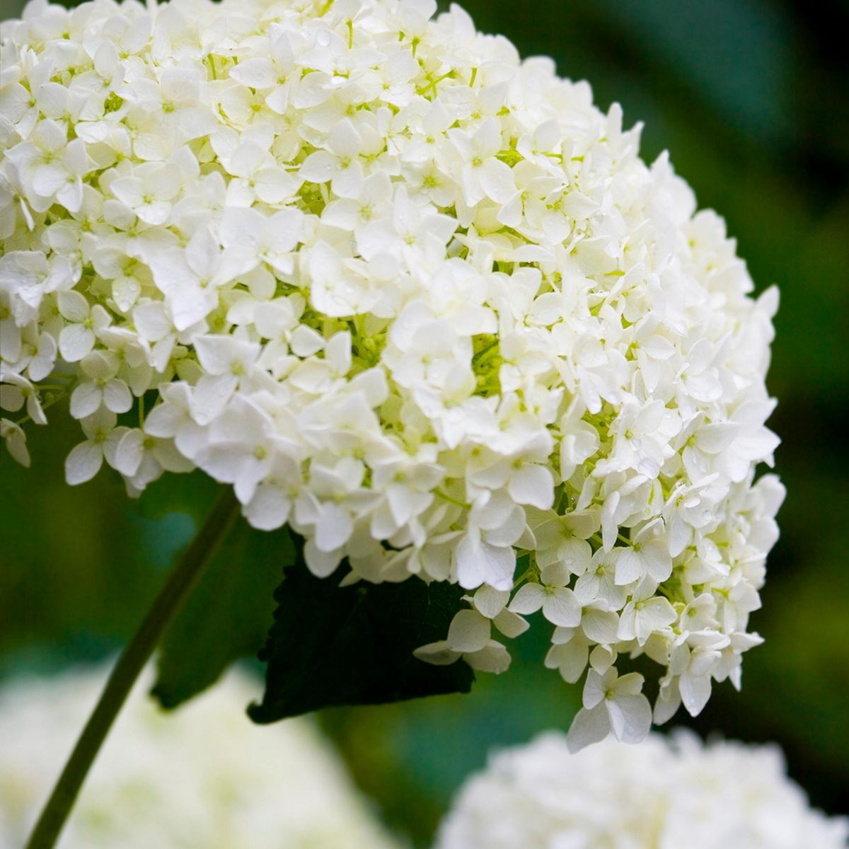 PLANT IN A BOX Hortensia - Hydrangea 'Strong Annabelle' - Hauteur 30-40cm - ⌀19cm