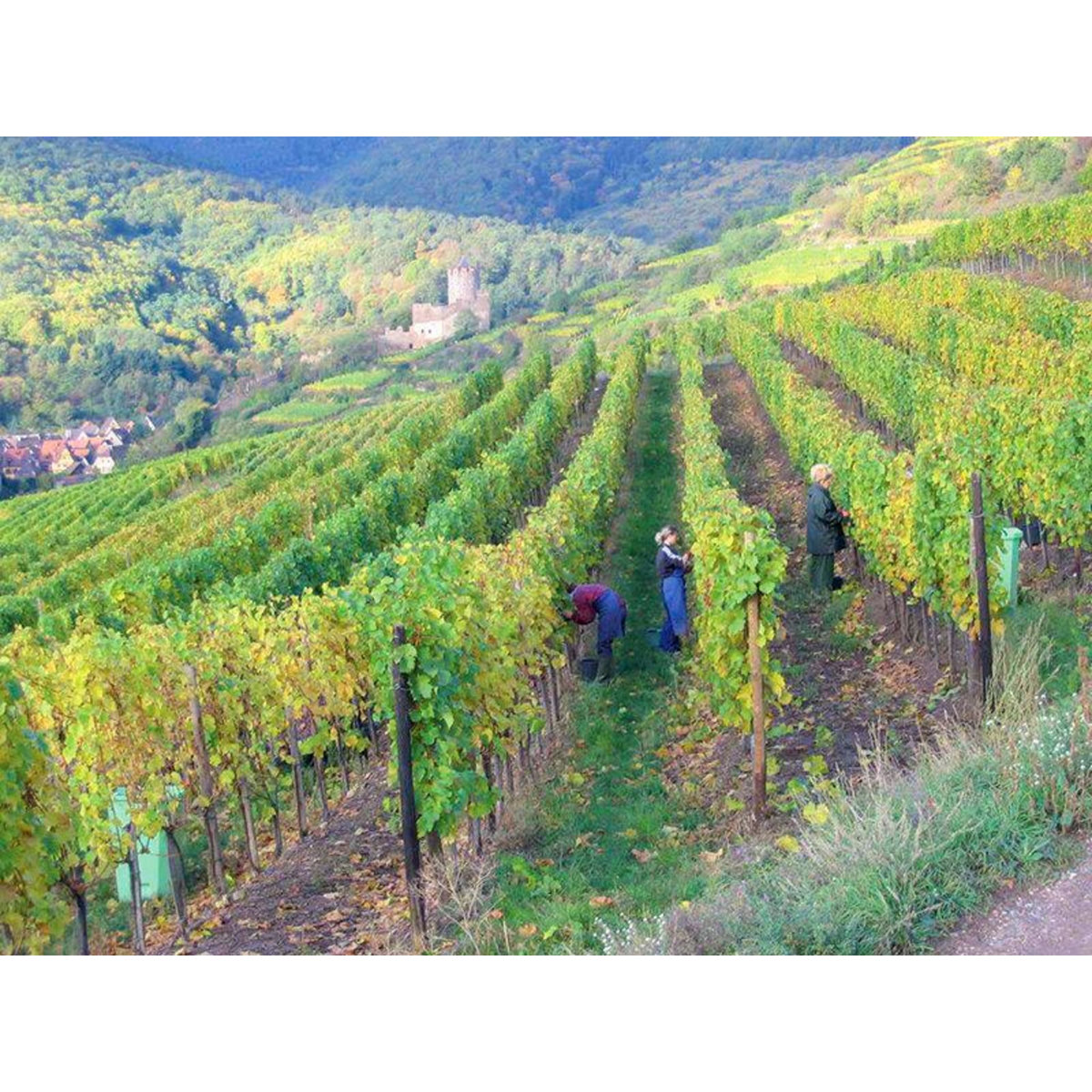 Smartbox Visite œnologique avec dégustation en duo et 3 bouteilles de vin près de Colmar - Coffret Cadeau Gastronomie